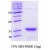 Peptide ELISA: alpha Synuclein [A53T] Protein [NBC1-18321] - a-Synuclein A53T, 14.4 kDa (140 aa) , confirmed by MALDI-TOF with a purity of 95% by SDS - PAGE